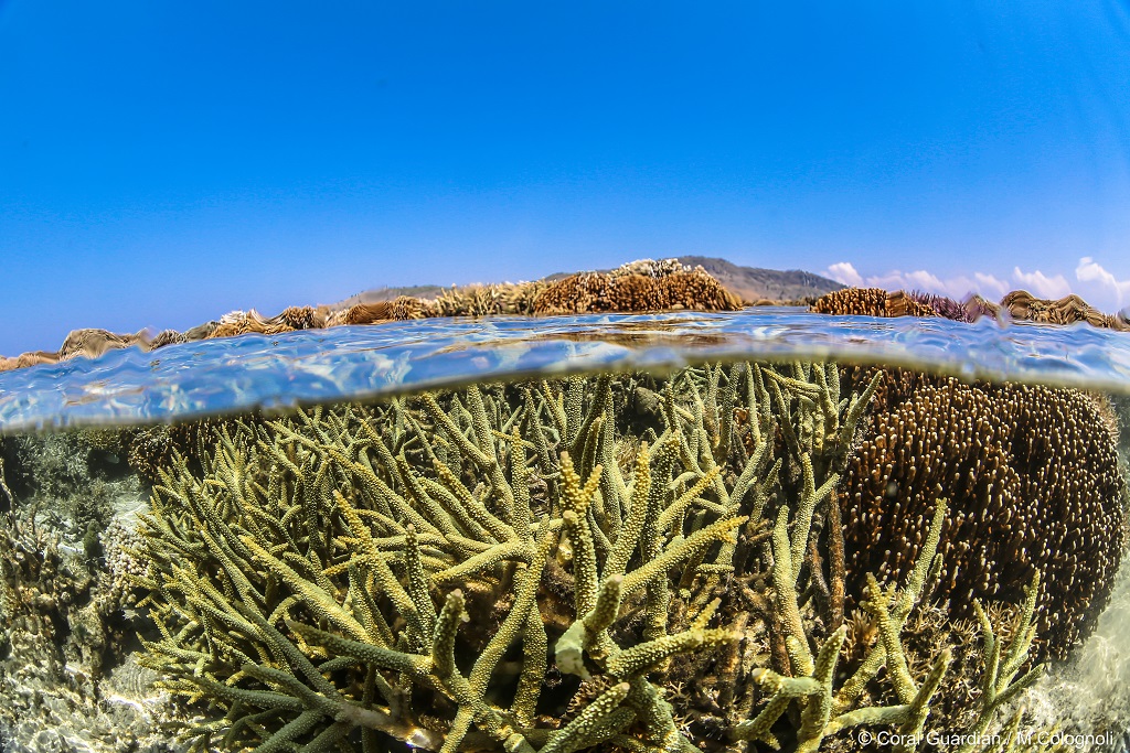 Protection des récifs ? : en sommes-nous coralliens où
