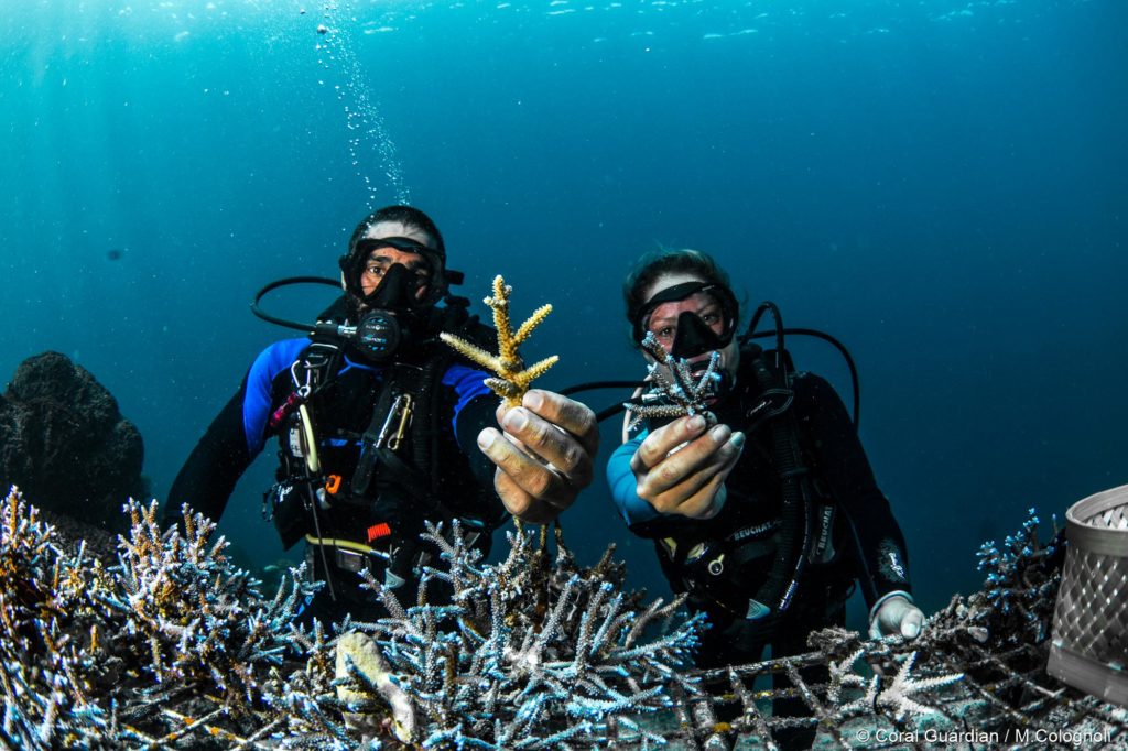 Plongée sous-marine durable et responsable avec Coral Guardian