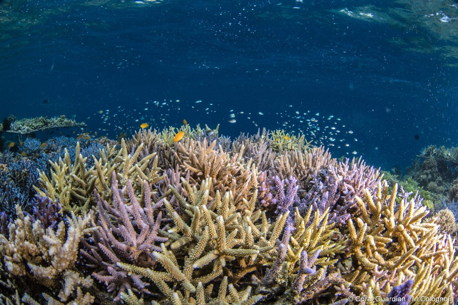 Importance of corals and their threats | Coral Guardian