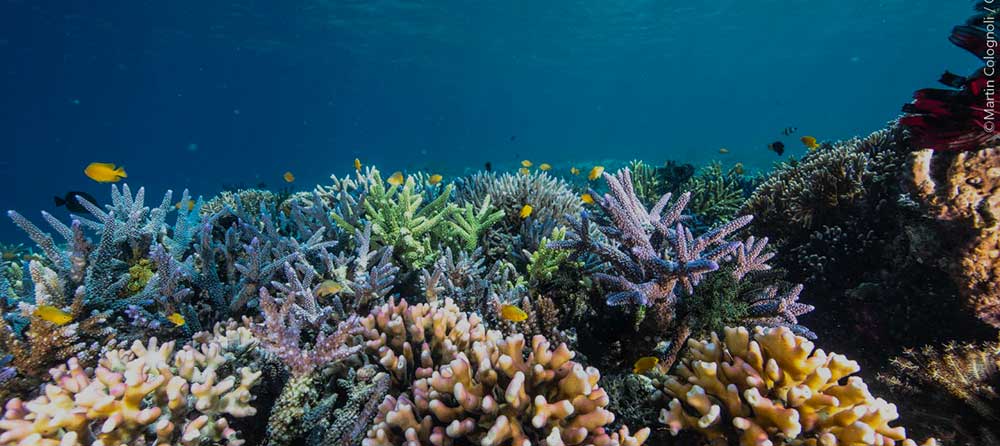 Conservation et protection des récifs coralliens avec Coral Guardian