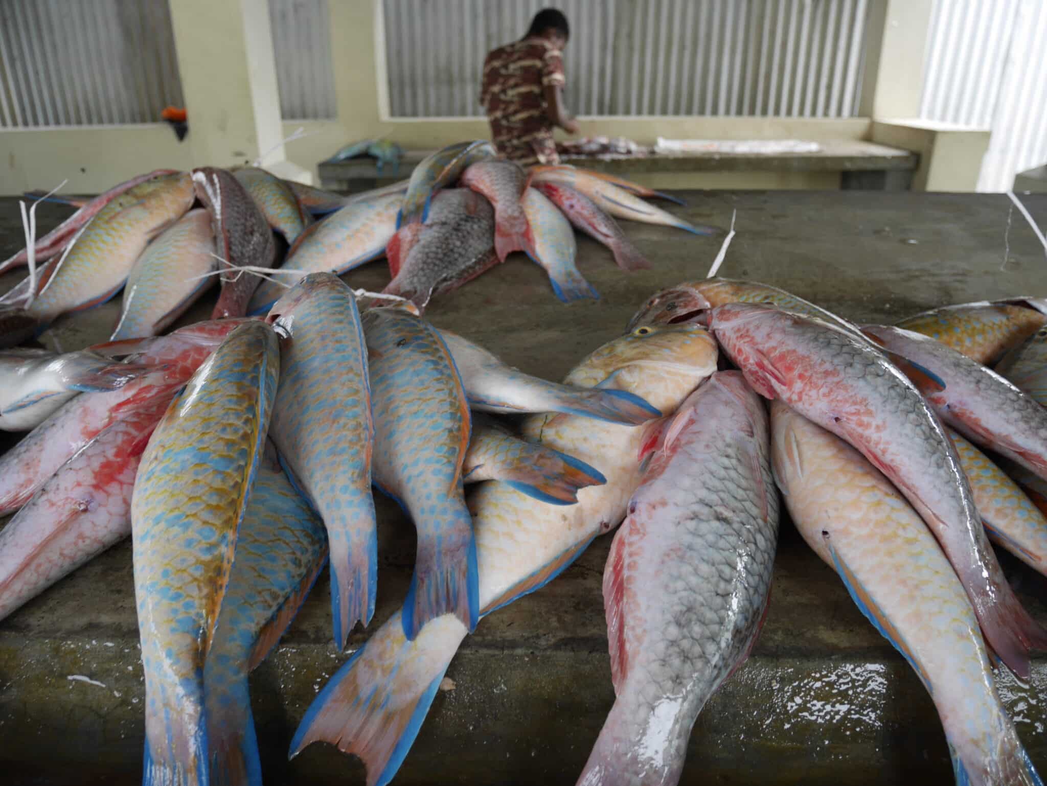 Climate-impacted reefs may supply vital micronutrients through fisheries