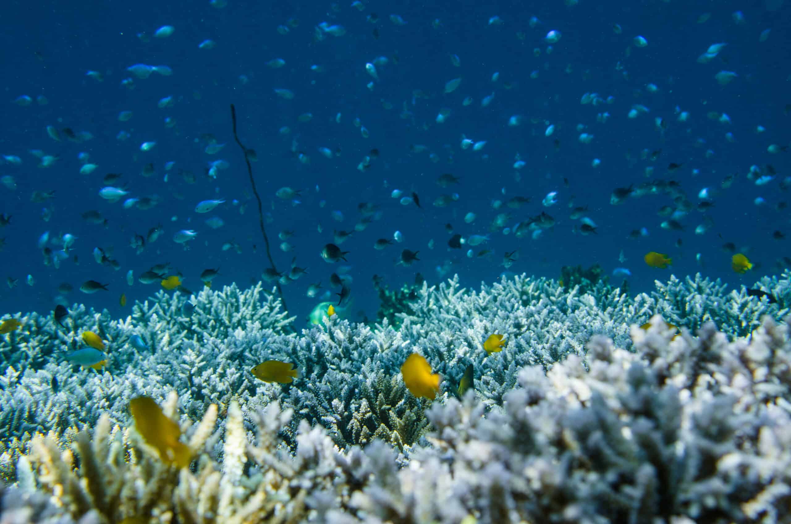 How does the COP15 to the Convention on Biodiversity affect coral