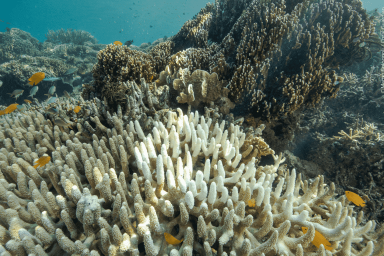 des Coral protection et coralliens avec Guardian Conservation récifs