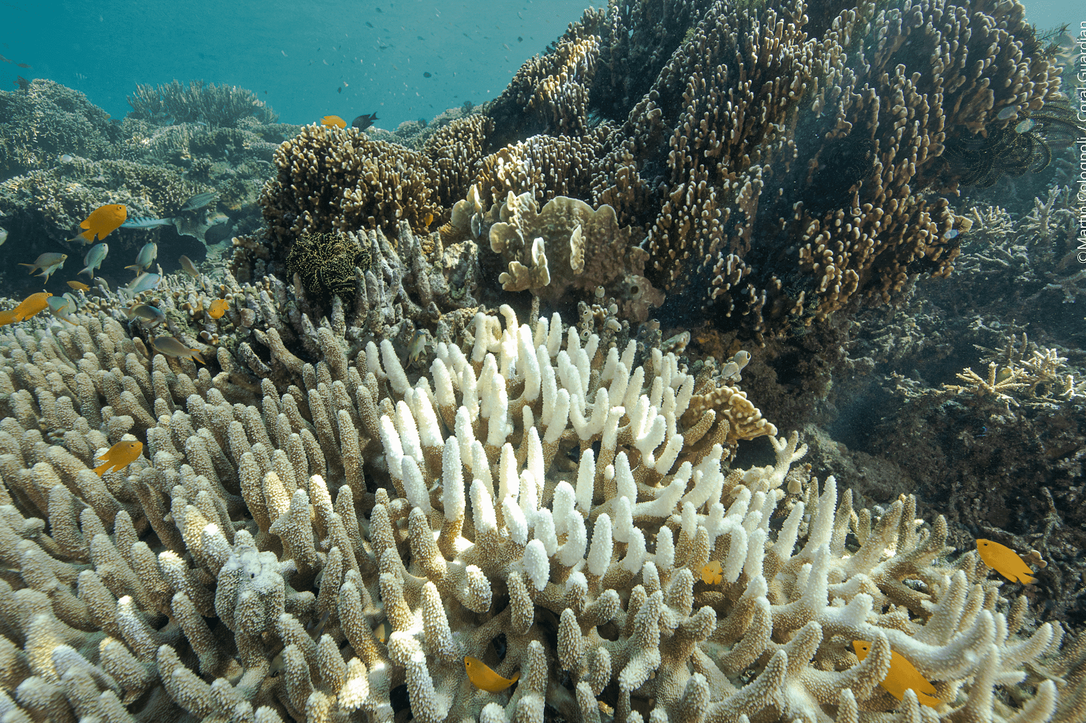 Réduire les impacts que l'Homme a sur terre et en mer pourrait aider les  récifs coralliens en temps de canicule ?