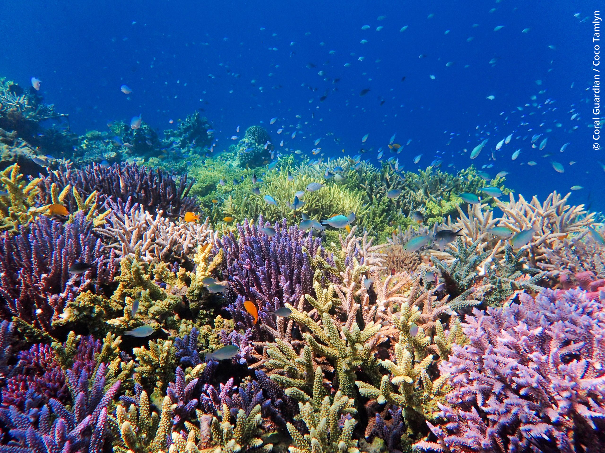 Are super-corals really a super solution ?