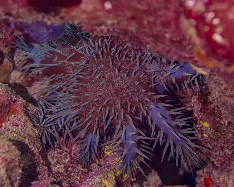 Acanthaster planci